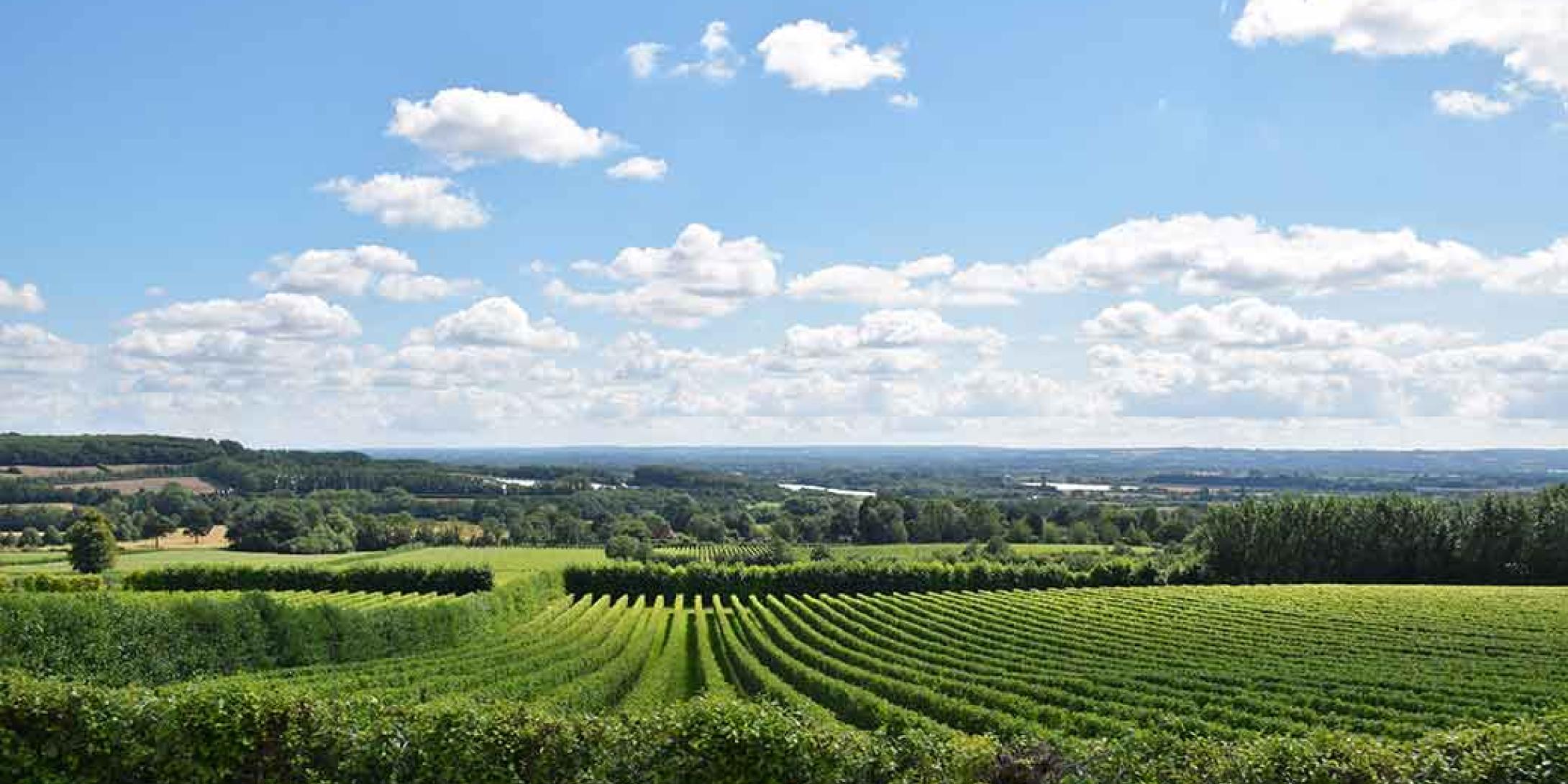 Landscape photo of English countryside with grape vines 